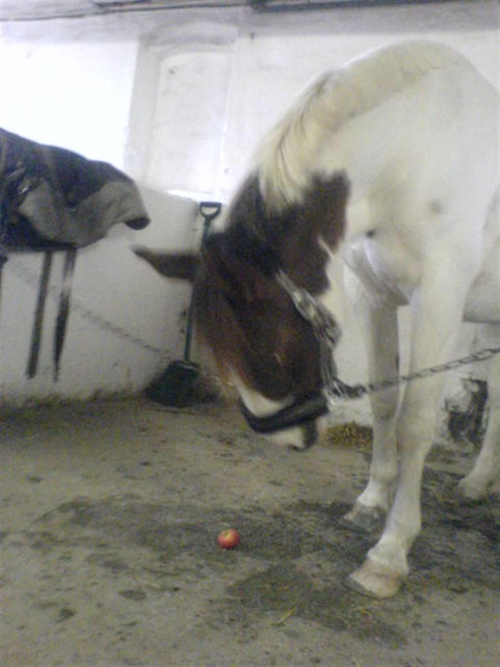Pinto Chamina * Passede - SOLGT - Årh ´´Mina´´ tabte du æblet og kan ikke nå:) <3 billede 19