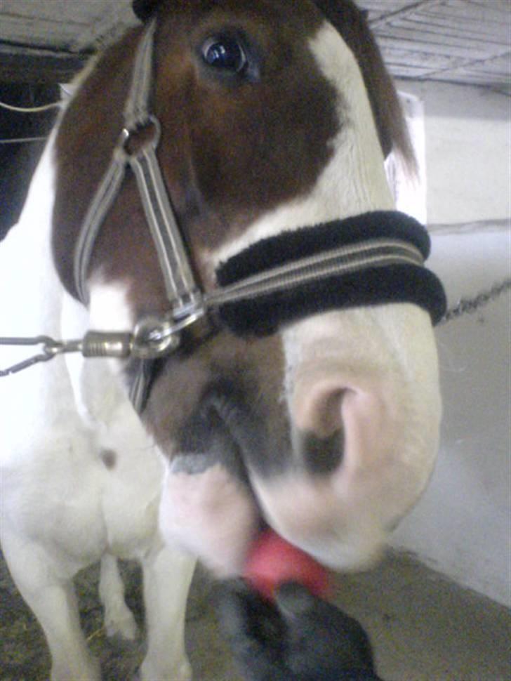 Pinto Chamina * Passede - SOLGT - mmmh ´ mums , vi får lige én æble (: <3 ( som vi plejer :I ) billede 20