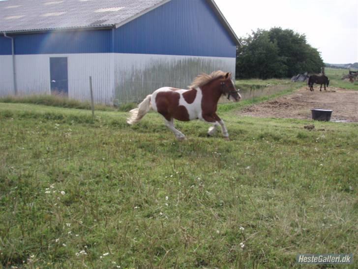 Shetlænder Lasse - Red - Galop på folden!! :) billede 1