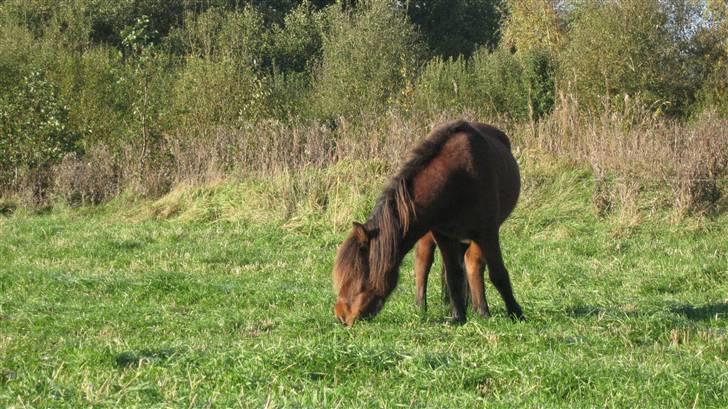 Islænder Sleipnir fra Hammelsvang billede 2