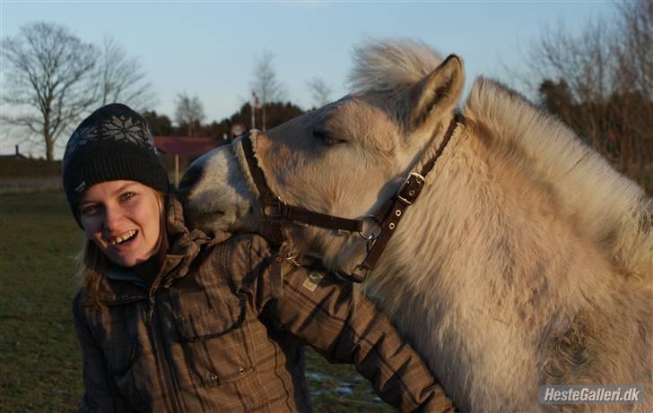 Fjordhest Cirkeline Godthaab billede 1