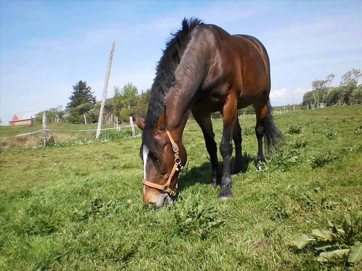 Anden særlig race Lovis [Mies hest](Solgt) - Nr. 9: På folden billede 9