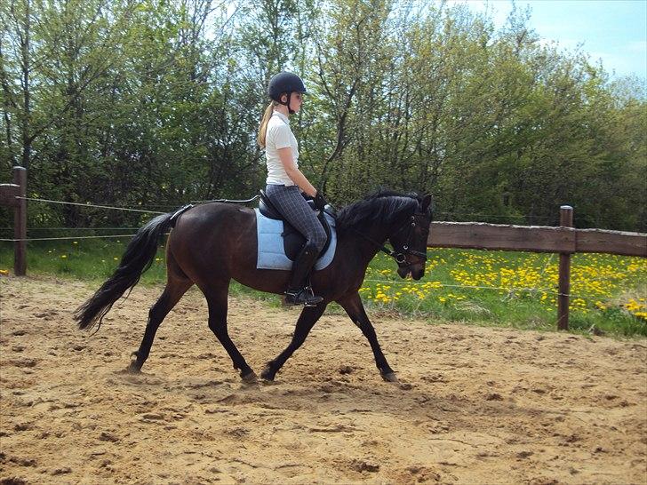 Anden særlig race Star Girl - Star Girl den helt store dressur-stjerne!!<3 Elsker diiiq! billede 18