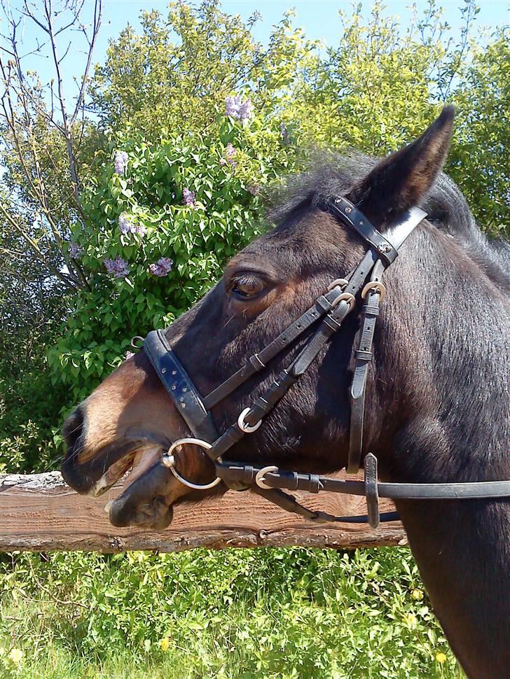 Anden særlig race Star Girl - Tag et billede! billede 19