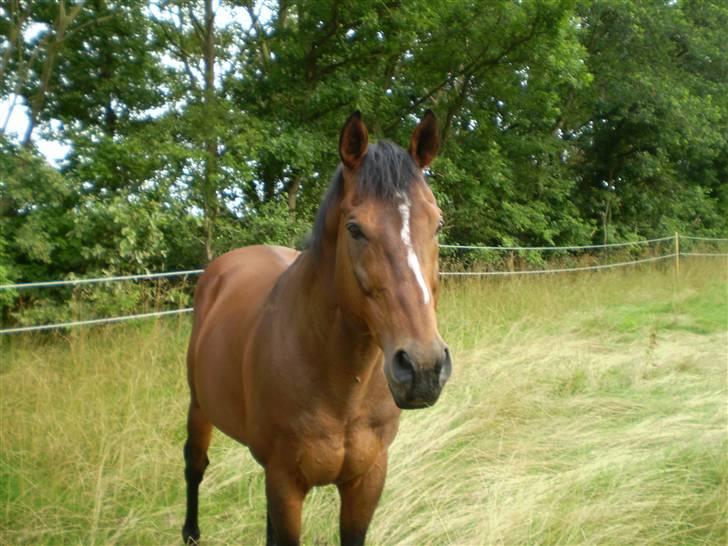 Fuldblod (XX) Owners Equity billede 7