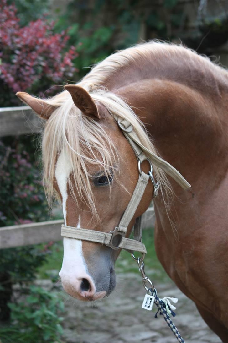 Welsh Pony (sec B) Frankenhöhe Daylight billede 1