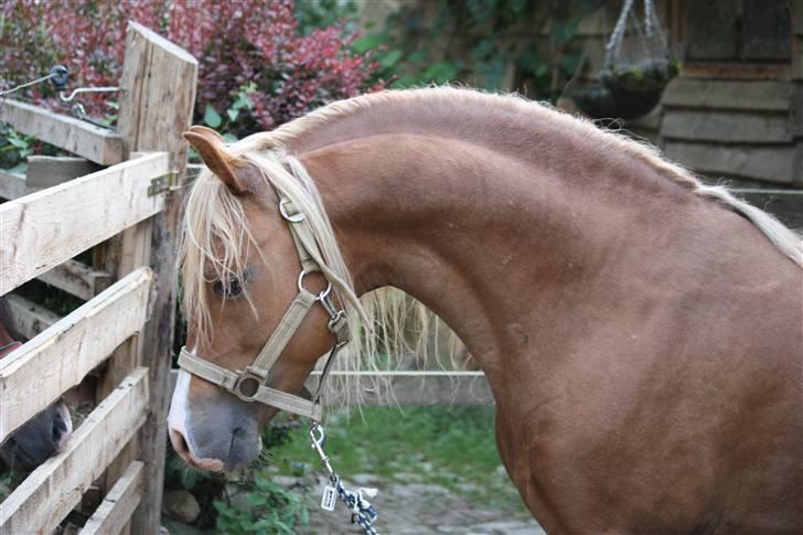 Welsh Pony (sec B) Frankenhöhe Daylight billede 7