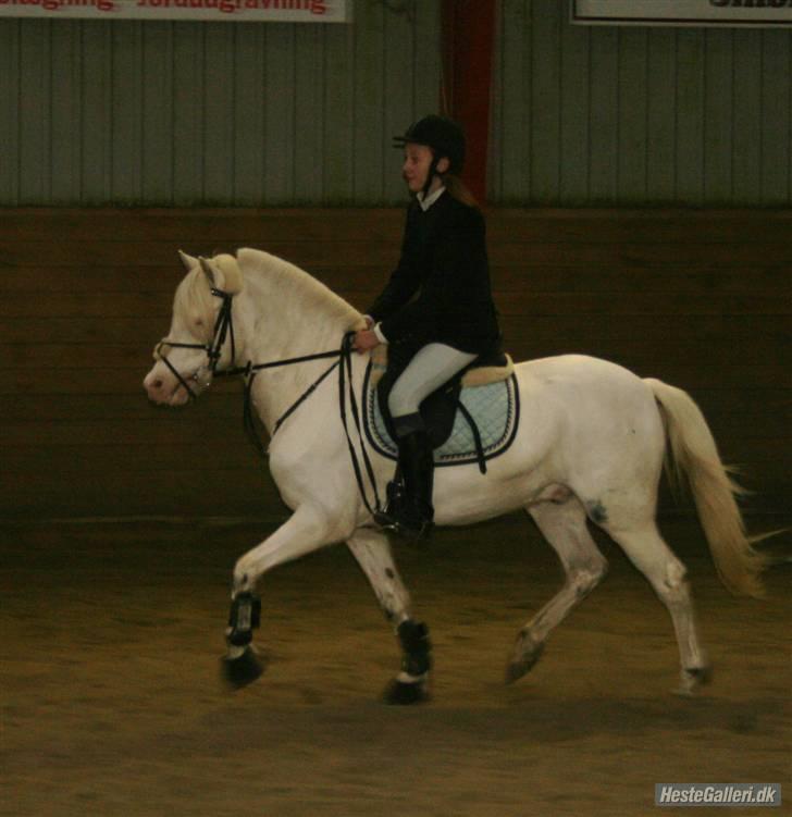 Hollandsk Sportspony Snobby - Delle <3<3<3 billede 7