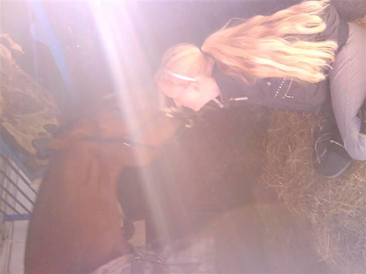 Dansk Varmblod CA-VA <3 R.I.P :'( - samme dag som hun blev aflivet sidste gang vi hygger i boksen men det var rgtig hyggeligt billede 12