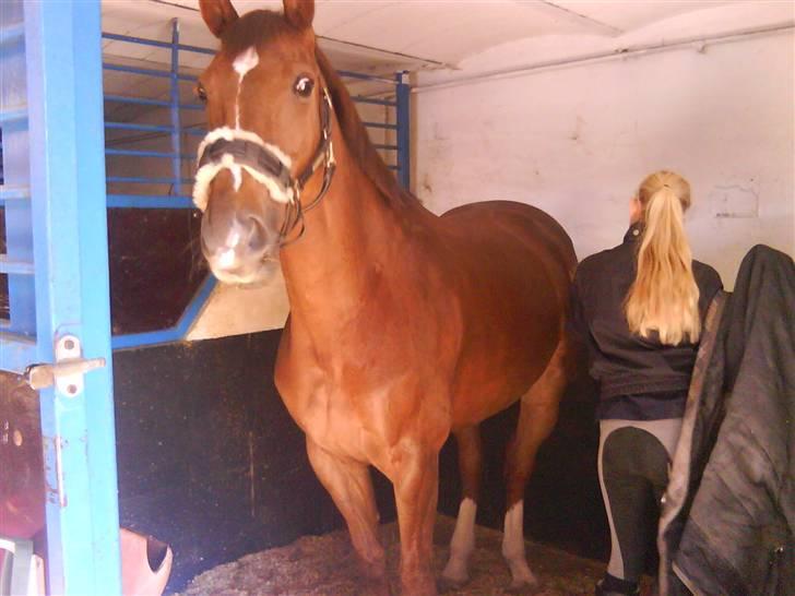 Dansk Varmblod CA-VA <3 R.I.P :'( - den 29 oktober 09 den dag hun blev aflivet billede 13