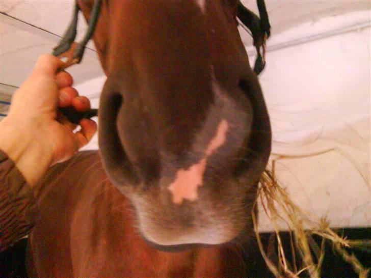 Dansk Varmblod CA-VA <3 R.I.P :'( - et sidste billede af mullen billede 15