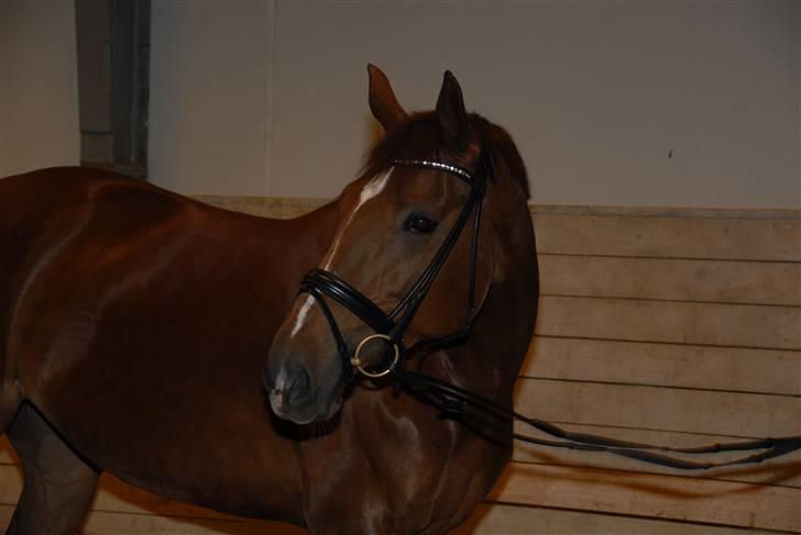 Dansk Varmblod CA-VA <3 R.I.P :'( - Du vil altid være husket og elsket finder aldrig en som dig igen billede 18