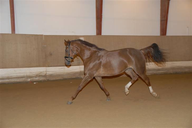 Dansk Varmblod CA-VA <3 R.I.P :'( - selv om du havde smerter mere en noglen anden hest kunne du stadigvæk flytte føderne billede 19