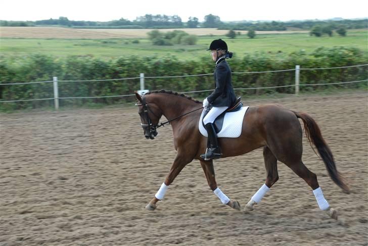 Dansk Varmblod CA-VA <3 R.I.P :'( - Dit førstye stævne hvor vi vandt billede 20