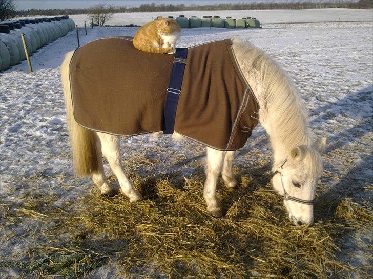 Anden særlig race Ofelia. - ikke kun menneskes bedste ven men også kattens bedsteven.. hihi  billede 13