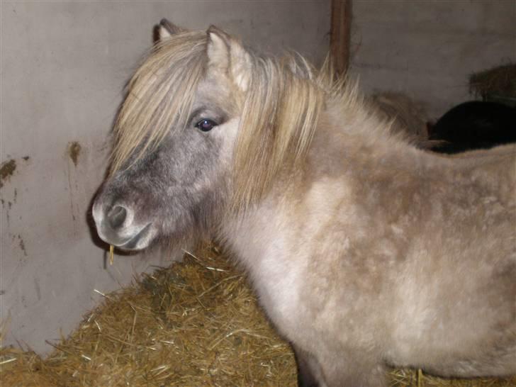 Anden særlig race Sebastian (RIP) billede 1