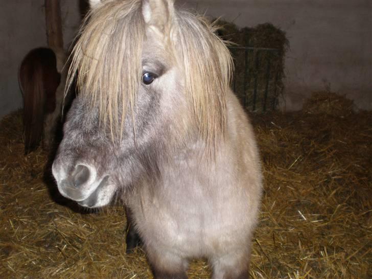 Anden særlig race Sebastian (RIP) billede 2