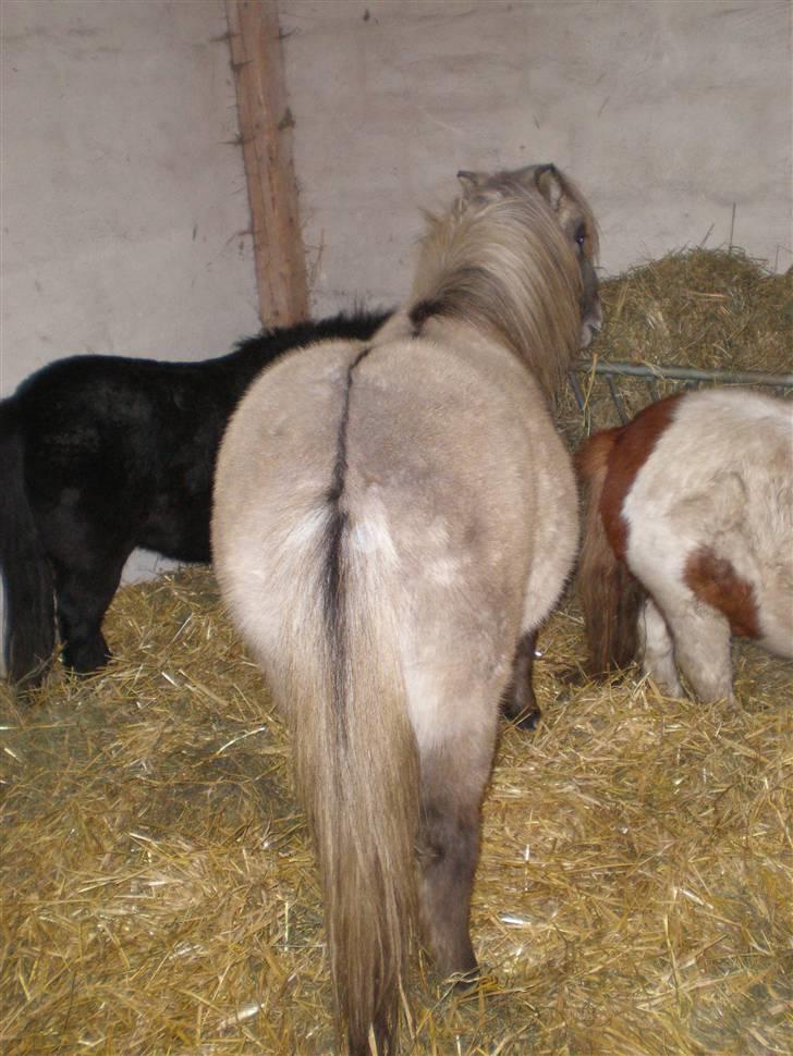 Anden særlig race Sebastian (RIP) billede 4