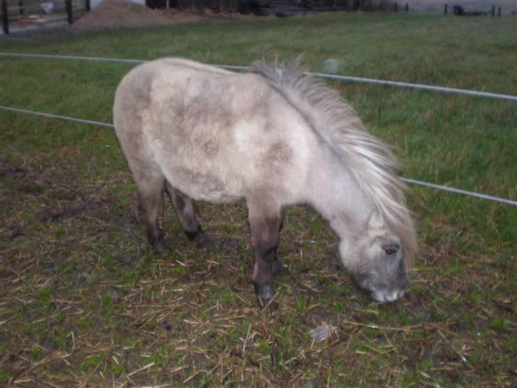 Anden særlig race Sebastian (RIP) billede 6