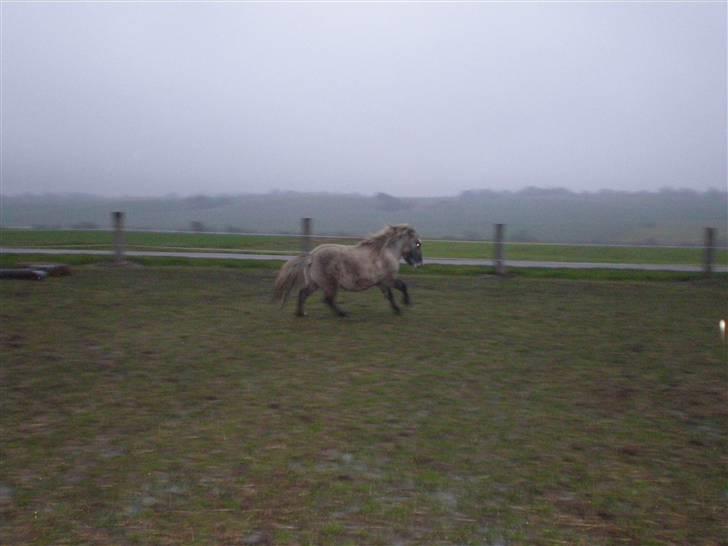 Anden særlig race Sebastian (RIP) billede 7