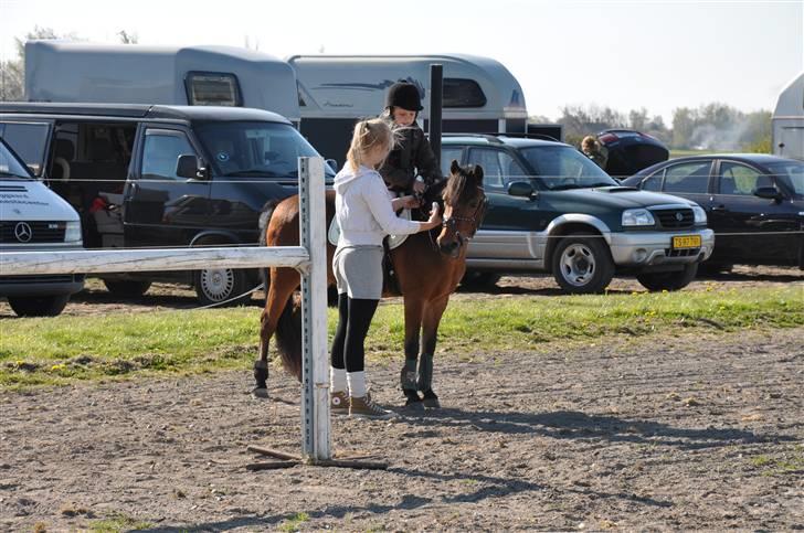 New Forest Team Sødrings Kitti billede 6