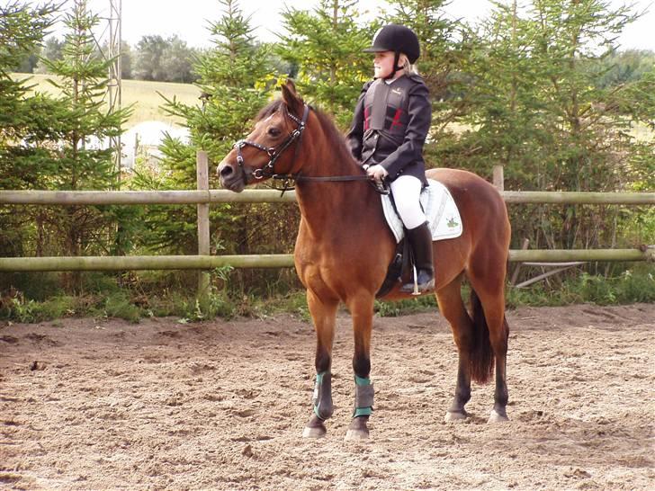 New Forest Team Sødrings Kitti billede 8