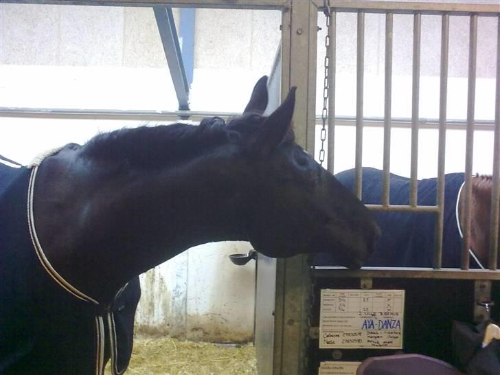 Dansk Varmblod Silva Bakkely <3  billede 10