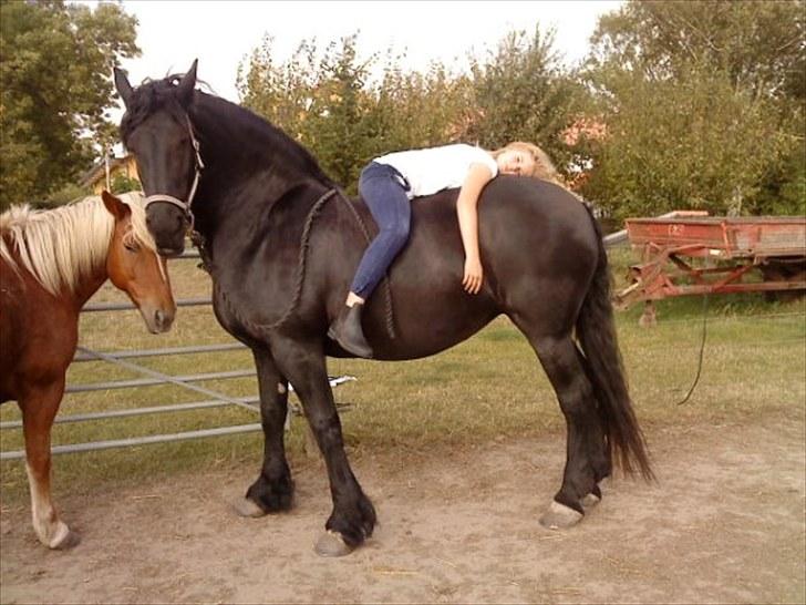 Frieser Tjetske fan de deen billede 6