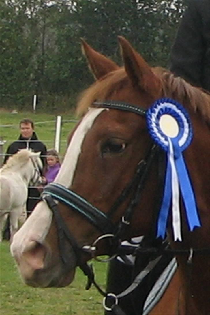 Anden særlig race Cherie billede 1