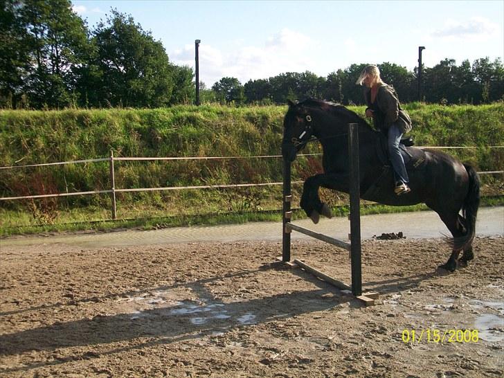 Frieser Tjetske fan de deen - tjetske springer 60 cm. billede 12