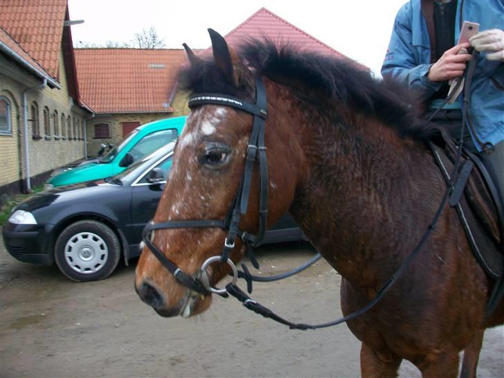 Anden særlig race Erik ;i <3 - En træt Erik efter springtime :´D billede 5
