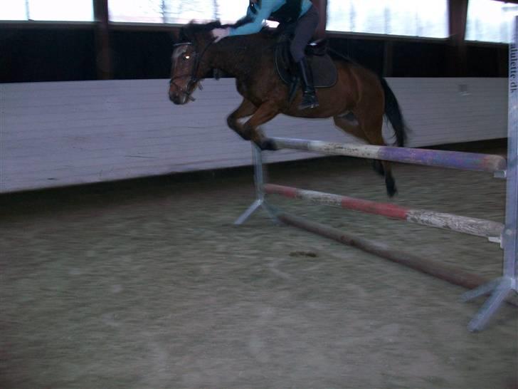 Anden særlig race Erik ;i <3 - Ved godt det ser lidt  sjovt ud men afstanden passede ikk helt så han hoppede lidt mærkeligt over<3men elsker dig afligevel putte<3:* billede 13