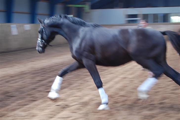 Dansk Varmblod De Negro-WI - Negro 2 år og 7 mdr billede 2
