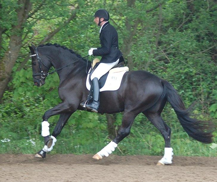 Dansk Varmblod De Negro-WI - Dejlig gallop billede 4