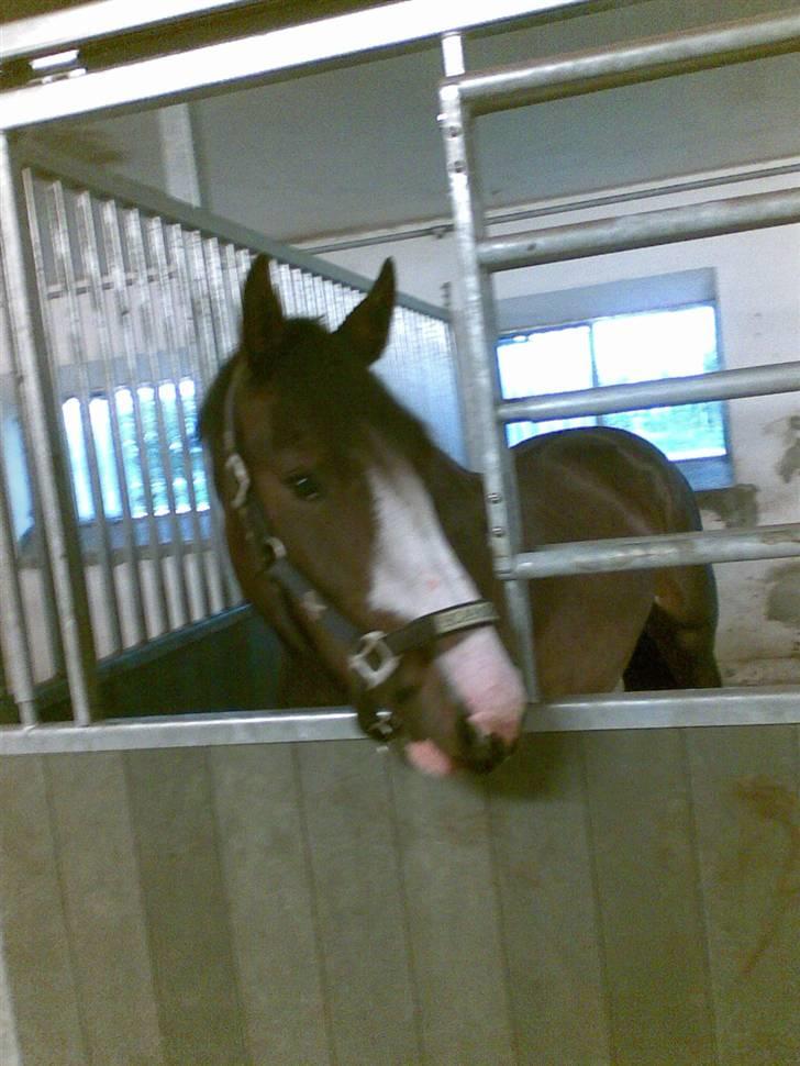 Hollandsk Varmblod Capriole Ruleko - solgt - Princesse <3 billede 16