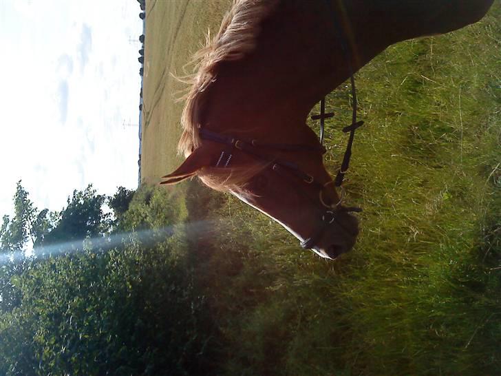 Hollandsk Sportspony My lady  billede 19