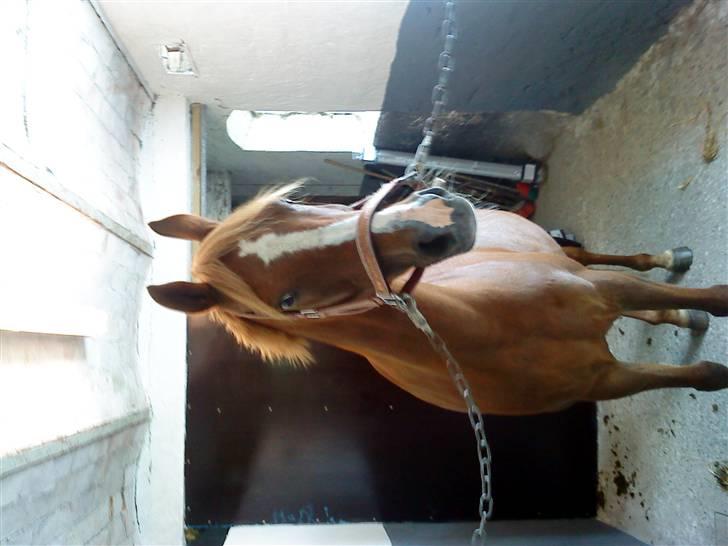 Hollandsk Sportspony My lady  billede 20