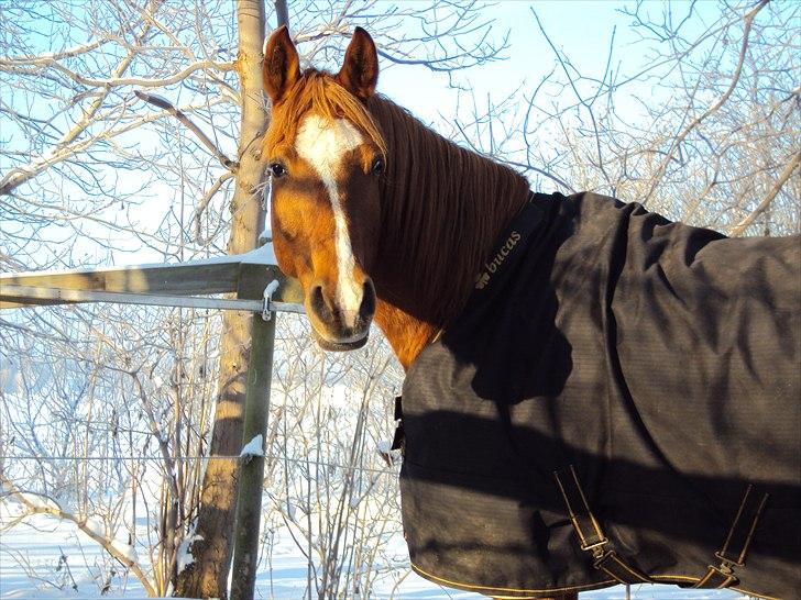 Anden særlig race Kalif (solgt) :'( - WOW, en smuuk hest! Vinter 2010/2011 billede 13