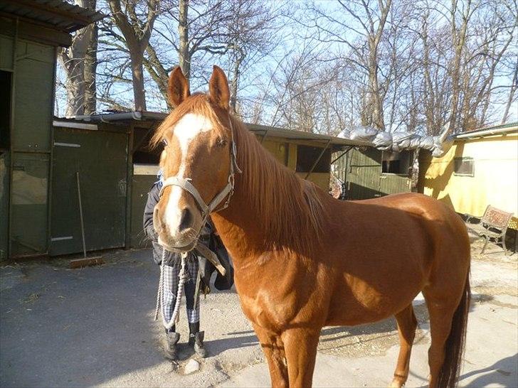 Anden særlig race Kalif (solgt) :'( - Kalif på vores sidste dag(; Solen skinnede helt fantastisk <3 billede 14