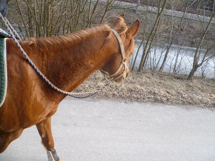 Anden særlig race Kalif (solgt) :'( - På vores sidste tur<3  billede 15