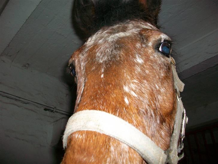 Anden særlig race Erik ;i <3 - Jamen go´dag  smukke :* billede 14