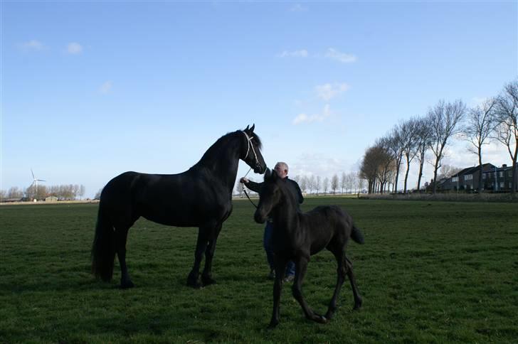 Frieser Sina vom Schifferhof billede 12