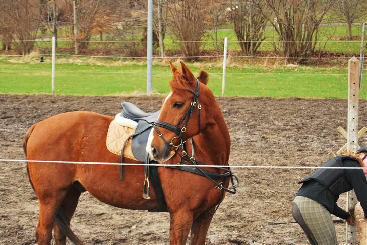 Anden særlig race Sunny Boy  - springtræning d. 1 april 2010 foto: birgitte hyldgaard billede 2