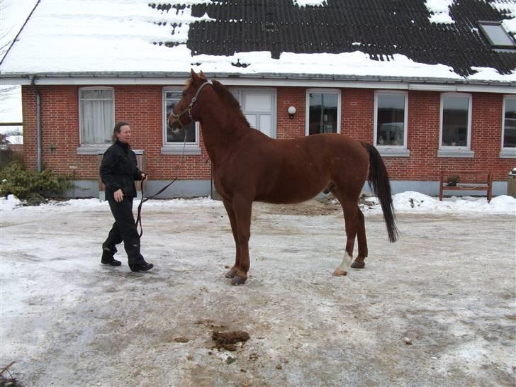 Anden særlig race Sunny Boy  - Sonny Boy d. 14/2-10 foto: Line Holm Dreholt billede 3