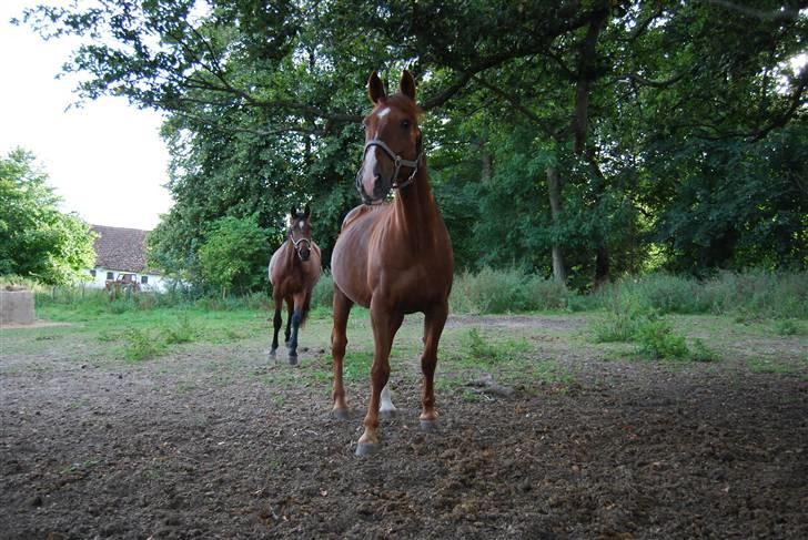 Anden særlig race Sunny Boy  - september 09 foto: birgitte hyldgaard billede 4