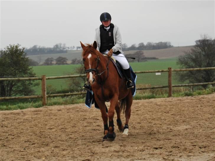 Anden særlig race Sunny Boy  - SDS´s ring og rid stævne 7/11-09 foto: birgitte hyldgaard billede 5