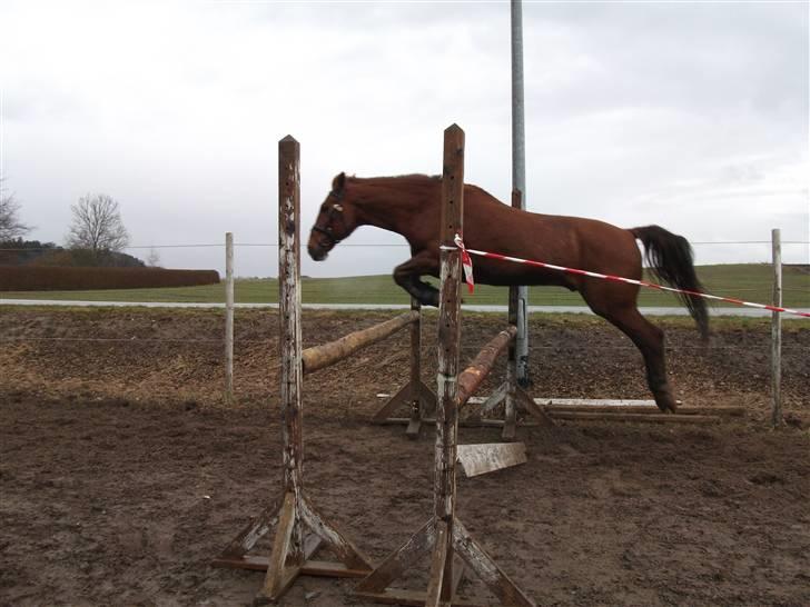 Anden særlig race Sunny Boy  - Løsspring 100-110 cm d. 28/3 - 10  fotograf: mig billede 6