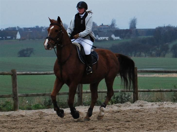 Anden særlig race Sunny Boy  - SDS´s ring og rid stævne 7/11-09 foto: birgitte hyldgaard billede 7