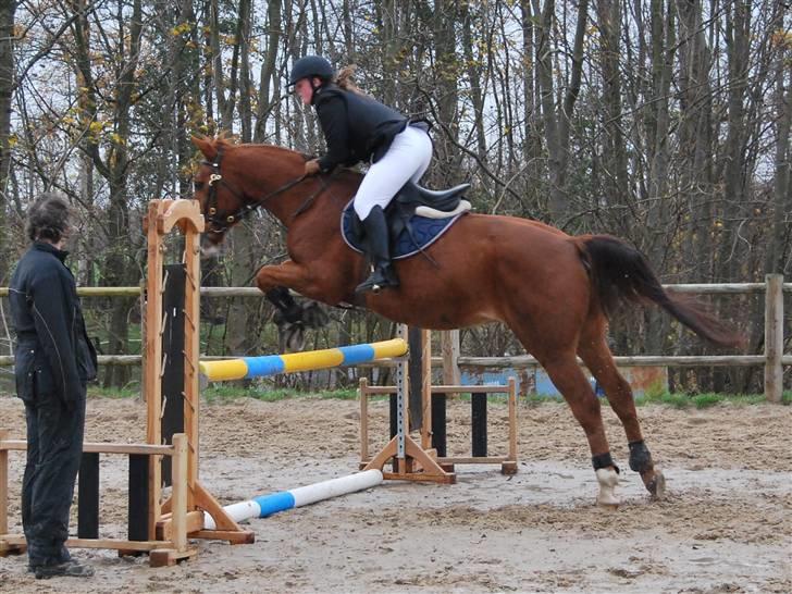 Anden særlig race Sunny Boy  - SDS´s ring og rid stævne 7/11-09 foto: birgitte hyldgaard billede 8