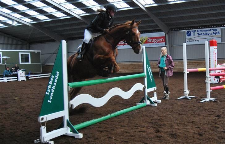 Anden særlig race Sunny Boy  - SDS´s ring og rid stævne 7/11-09 foto: birgitte hyldgaard billede 9